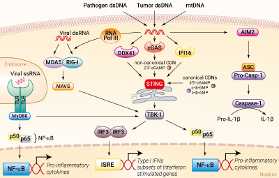 STING signaling pathway