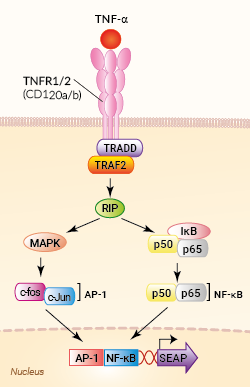 Signaling pathway in HEK-Blue™ TNF-α cells