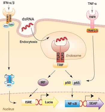 Signaling pathways in HEK-Dual™ cells