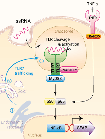 Trafficking & signaling in HEK-Blue™ hTLR7 cells