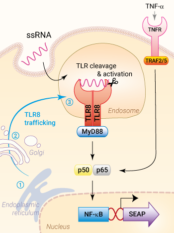 Trafficking & signaling in HEK-Blue™ hTLR8 cells