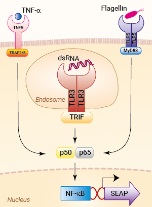 Signaling pathways in HEK-Blue™ mTLR3 cells