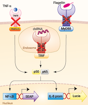 Signaling pathways in HEK-Blue-Lucia™ Null cells