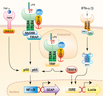 Signaling pathways in HEK-Dual™ hTLR4 cells