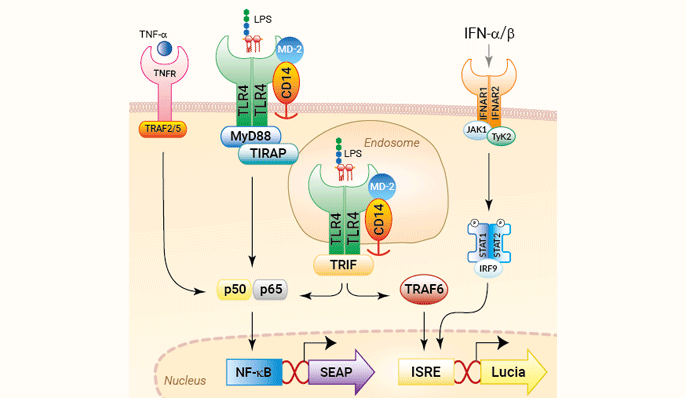 Human TLR4 Reporter HEK293 Cells (NF-κB and IRF)