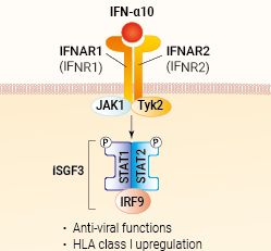 IFN-α10 signaling and biological functions