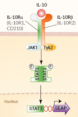 Signaling pathway in HEK-Blue™ IL-10 cells