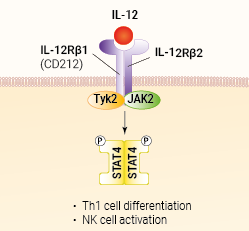 IL-12 signaling and biological functions