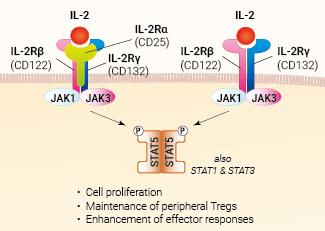 IL-2 signaling and biological functions