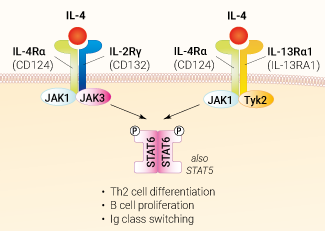 IL-4 signaling and biological functions