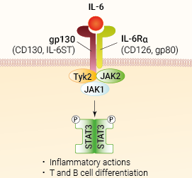 IL-6 signaling and biological functions