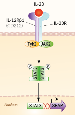 Signaling pathway in HEK-Blue™ IL-23 cells