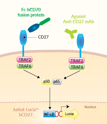 Principle of CD27 cellular assay