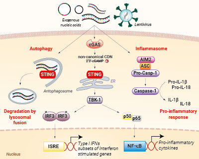 Nucleic acid sensing pathways encountered during gene transfer