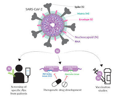 Potential applications of soluble tagged Spike S1 proteins