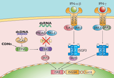 RAW-Lucia ISG KO-MAVS stimulation pathway