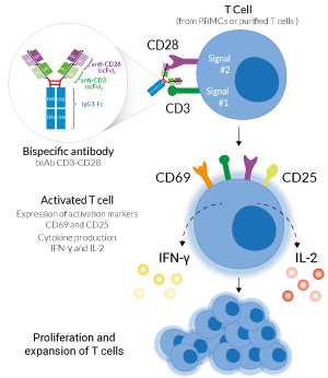 T cell activation by Anti-hCD3-CD28