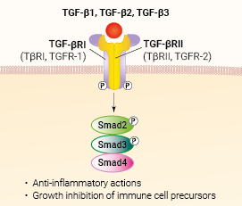 TGF-β signaling and biological functions