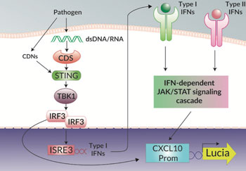 THP1-Blue KI-IP10 pathway