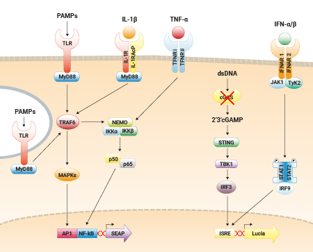 THP1-Dual KO-cGAS pathway