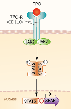 Signaling pathway in HEK-Blue™ TPO cells