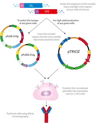 Antibody generation