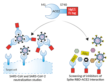 Potential applications of human ACE2 proteins