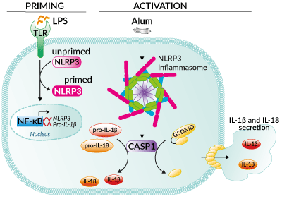 Inflammasome activation with Alum