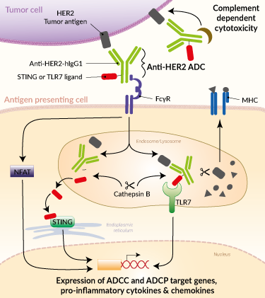 Anti-HER2 ADC modes of action