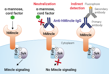 Neutralizing and detection antibody against hMincle