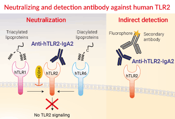 Neutralizing and detection antibody against hTLR2