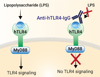 Neutralizing activity of Anti-hTLR4-IgG