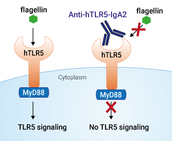 Neutralizing activity of Anti-hTLR5-IgA