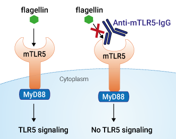 Neutralizing activity of Anti-mTLR5-IgG