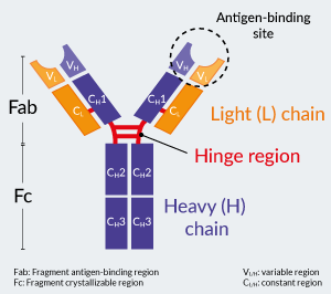 Antibody structure