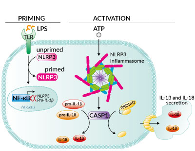 Inflammasome activation with ATP