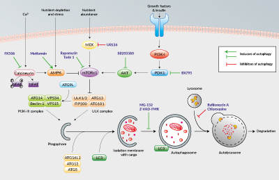 Inhibitors that block or induce autophagy