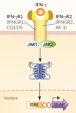 Signaling pathway in B16-Blue™ IFN-γ cells