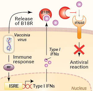 Inhibition of interferon signaling by B18R