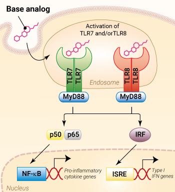 TLR7 and/or TLR8 activation with base analog