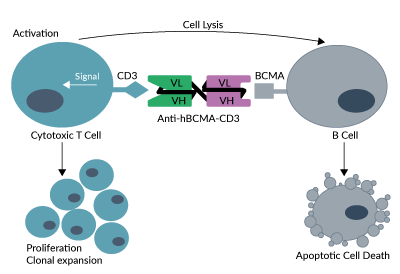 Anti-hBCMA-CD3 binds to hCD3 on T cells and to hBCMA on B cells