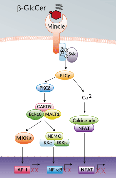 β-GlcCer activates Mincle