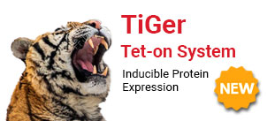 TiGer Tet-on System - Inducible Protein Expression