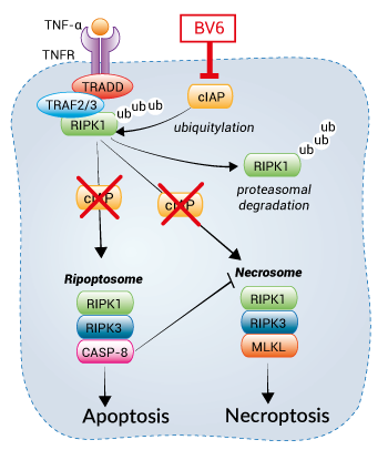 Activation of RIPK1-mediated cell death using BV6