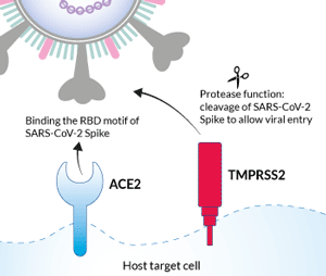 cell surface receptors