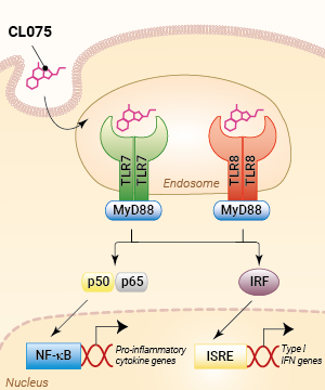 TLR7/TLR8 activation with CL075