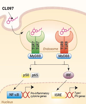 TLR7/TLR8 activation with CL097