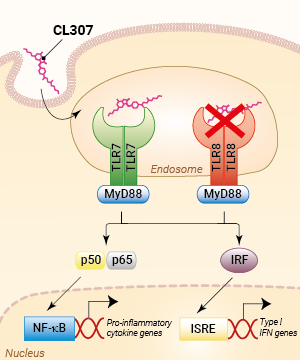 TLR7/TLR8 activation with CL307