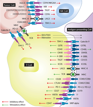 Co-inhibitory and co-stimulatory immune checkpoint signaling