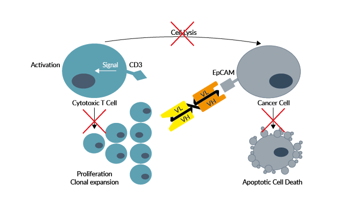 Bispecific antibody against human EpCAM and β-Gal - Negative control